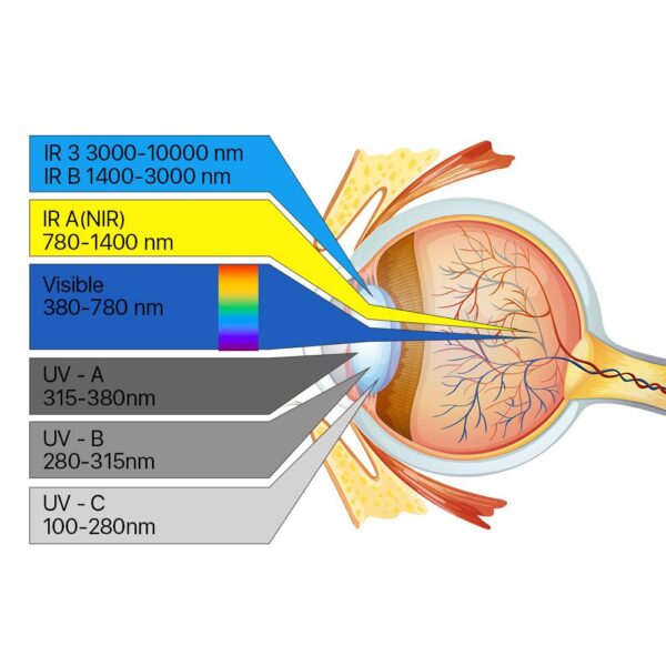 A diagram of the different parts of an eye.